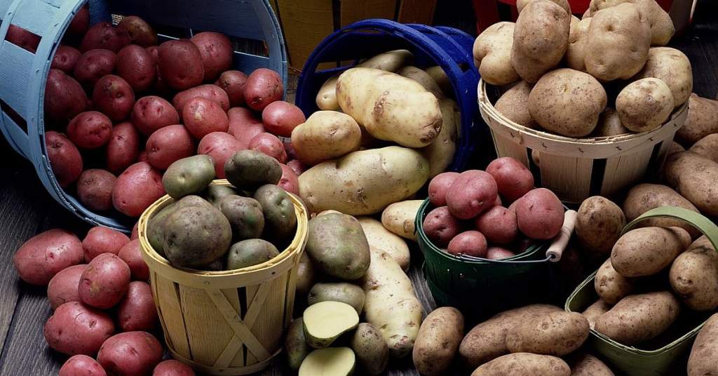 Как выбрать картофель для зимнего хранения? - Районные вести