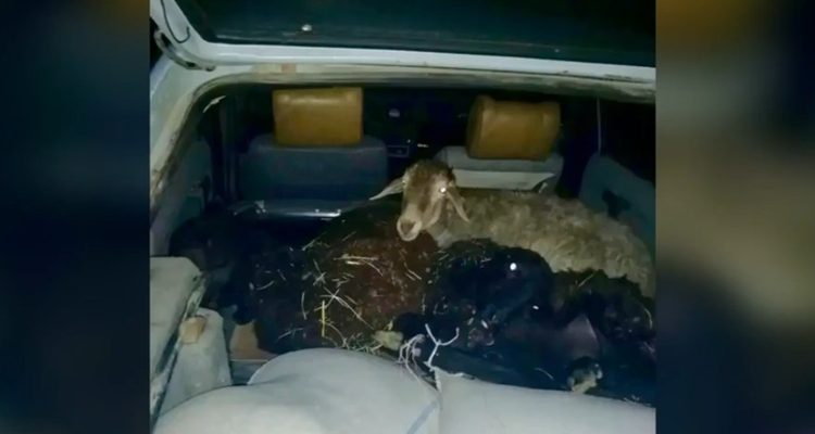 Еа фото стоп-кадр видеоматериала ГАИ РО